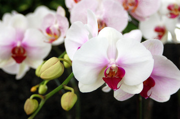 Obraz na płótnie Canvas orchidées