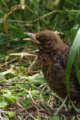 Blackbird fledgling