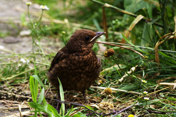 Blackbird fledgling