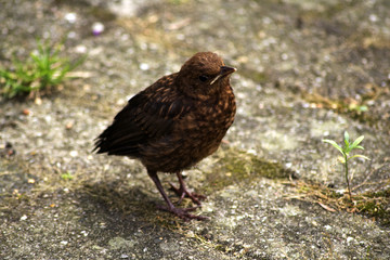 Blackbird young on pavement