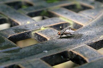 macro fly