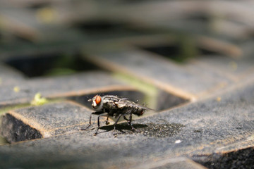 fly macro