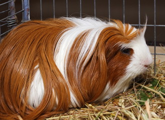guinea pig
