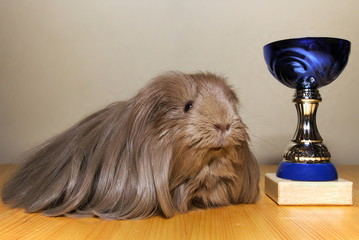 guinea pig winner