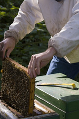beekeeper #1