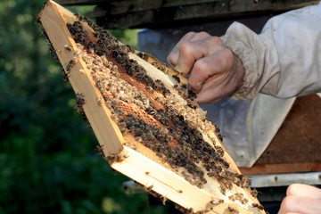 beekeeper #2
