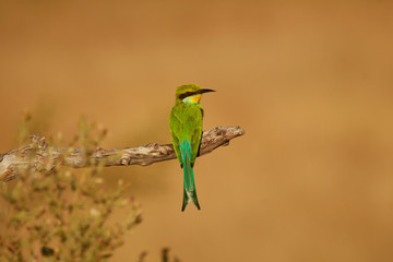 Little bee eater in the Okavango