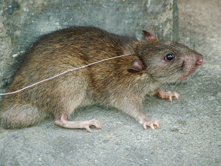Rat
