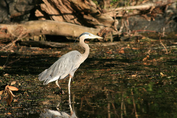 Heron