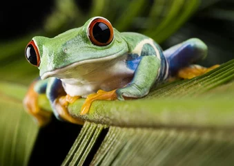 Photo sur Plexiglas Grenouille grenouille aux yeux rouges sur feuille verte