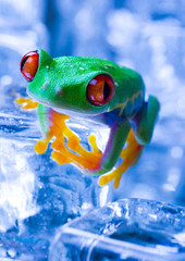 frozen frog