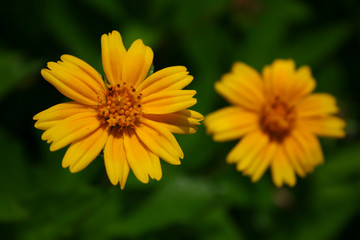 Yellow flower