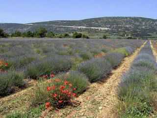 Lavendel 27