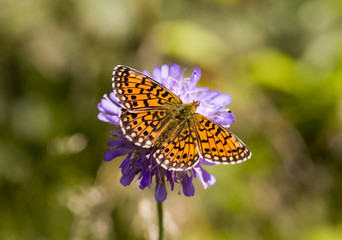 Fototapeta na wymiar The butterfly on a flower Knautia