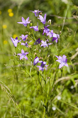 Handbells close up on a summer background