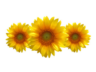 Fototapeta premium sunflowers isolated