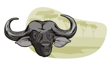 African buffalo in safari