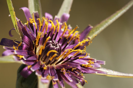 Barba cabruna (Tragopogon porrifolius)