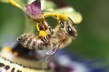 Biene auf Passionsblüte