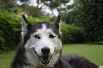 cane  © Carlo Fumagalli