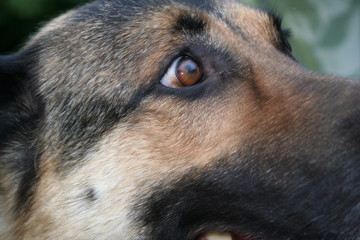 cane © Carlo Fumagalli