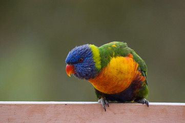 A Rainbow Lorikeet waits to be fed.