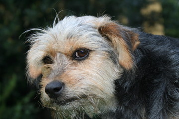 cagnolino © Carlo Fumagalli