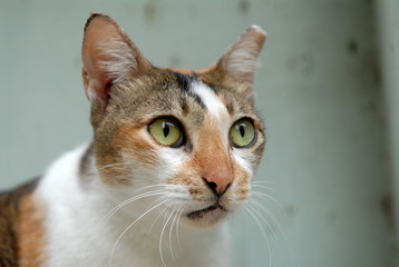 Cat resting in the gardens 