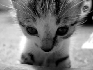 gatito