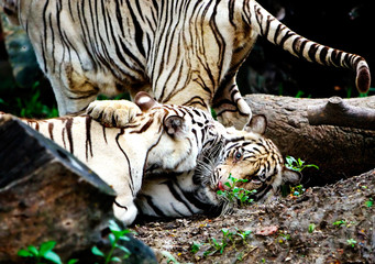 Fototapeta na wymiar Dwa Tygrysy .. niektóre ziarna widoczne ze względu na niski stan. Światła