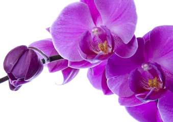 purple orchid on the white background