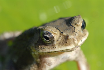 small frog resting in the gardens