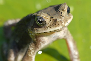 small frog resting in the gardens