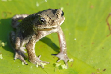 small frog sitting on the leaf