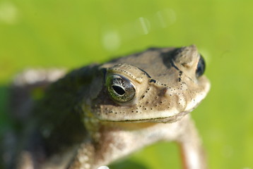 small frog sitting on the leaf