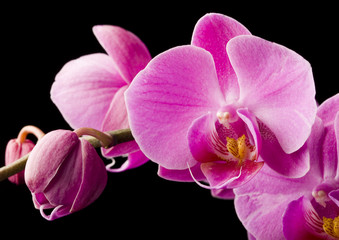 Plakat purpurowa orchidea na czarnym tle