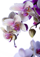 white orchids