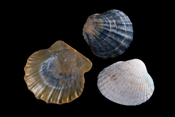 conch shell close-up isolated on black background