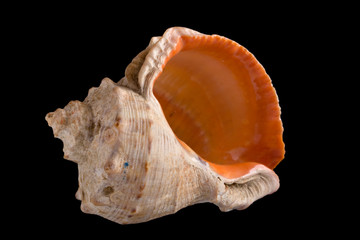 conch shell close-up isolated on black background