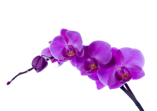 Fototapeta orchid
