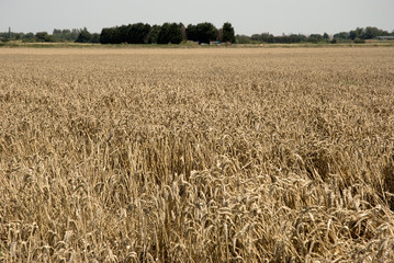 champs; ble; culture; 