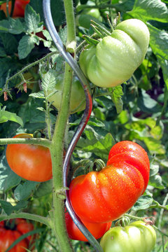 tomates