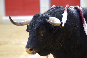 toro-052