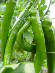 peperoni - hot