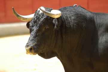 toro-217