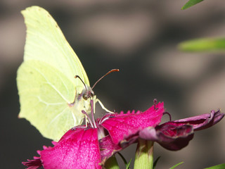 un papillon jaune sur une fleur rose