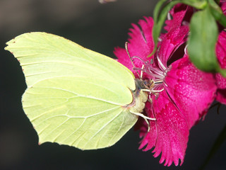 papillon jaune, piéride du chou