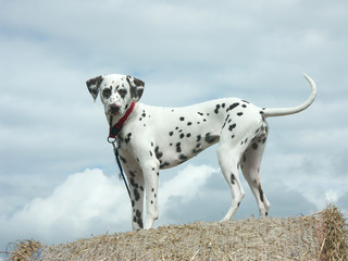 un chien, un dalmatien