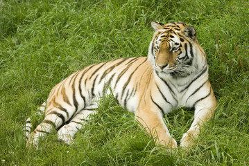 Fototapeta na wymiar Amur Tiger (Panthera tigris altaica) looking to left of frame