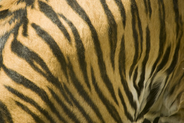 Fototapeta na wymiar Tygrys (Panthera tigris sumatrae) zbliżenie futra
